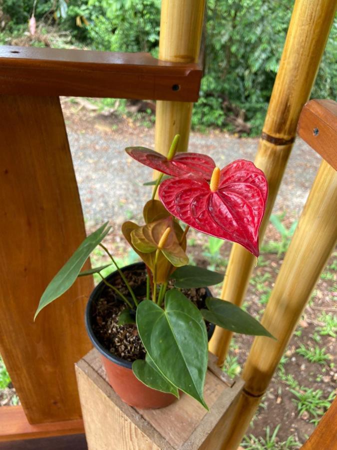 Gambas Lodge La Fortuna ภายนอก รูปภาพ
