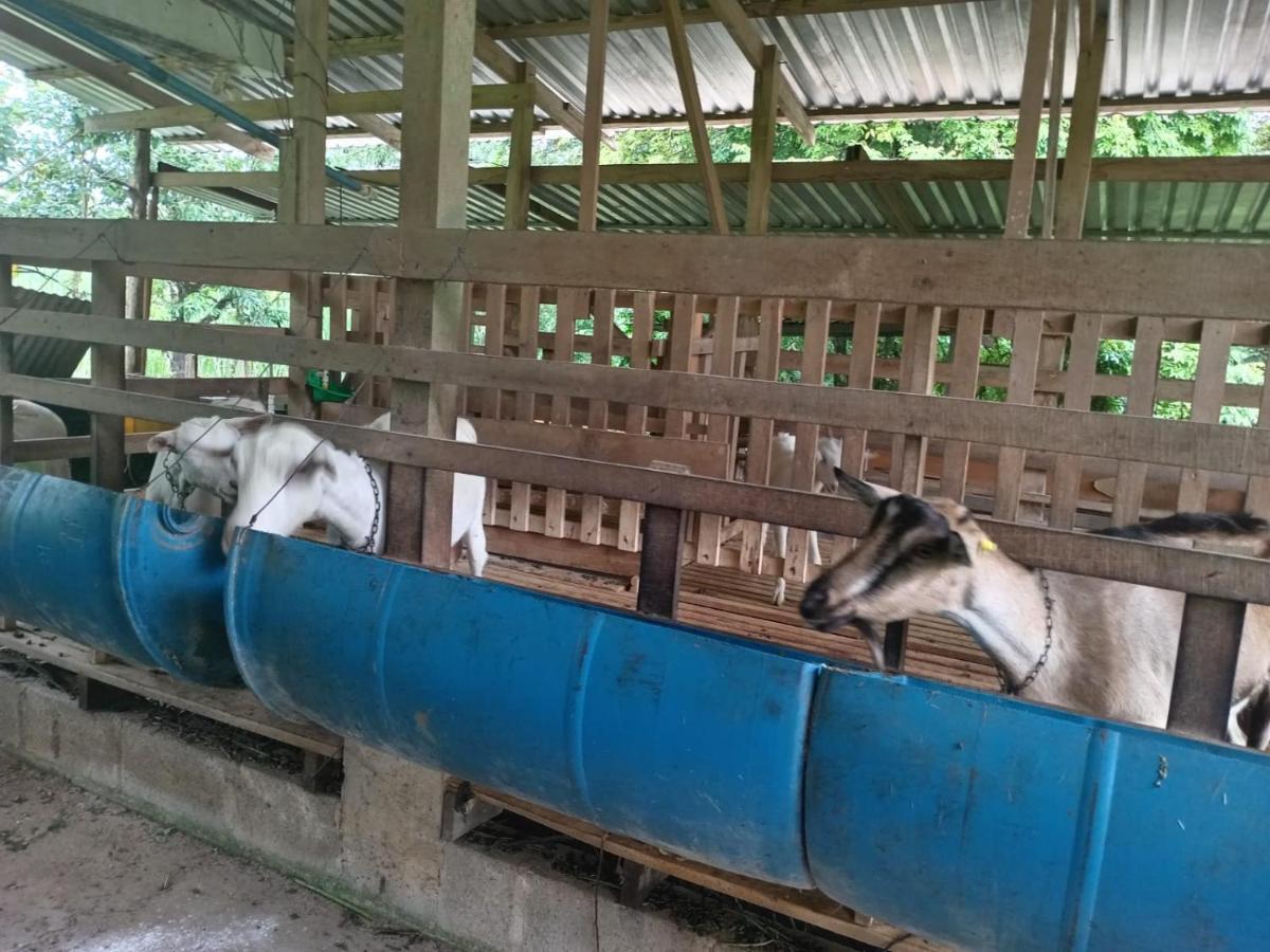Gambas Lodge La Fortuna ภายนอก รูปภาพ