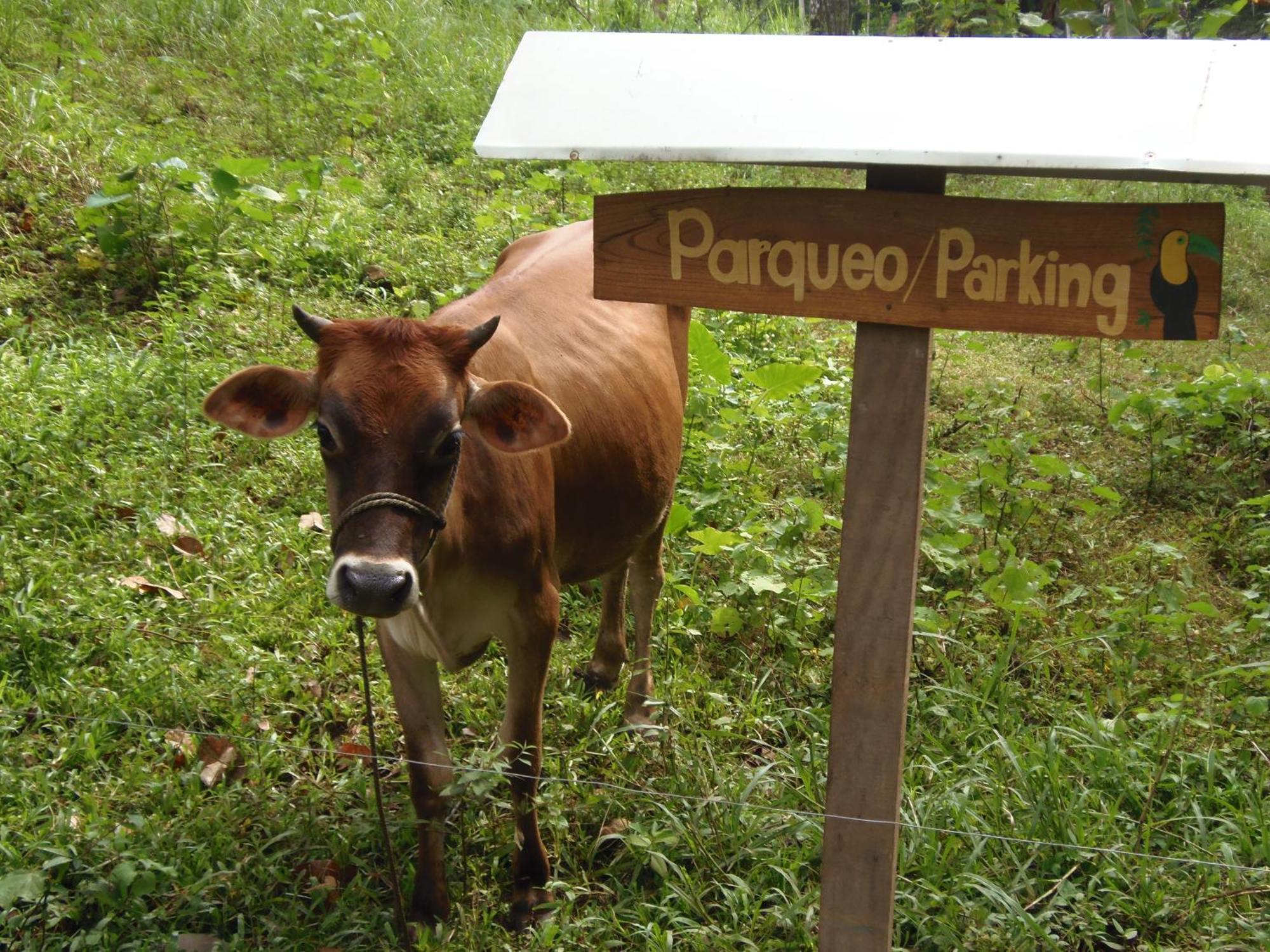 Gambas Lodge La Fortuna ภายนอก รูปภาพ