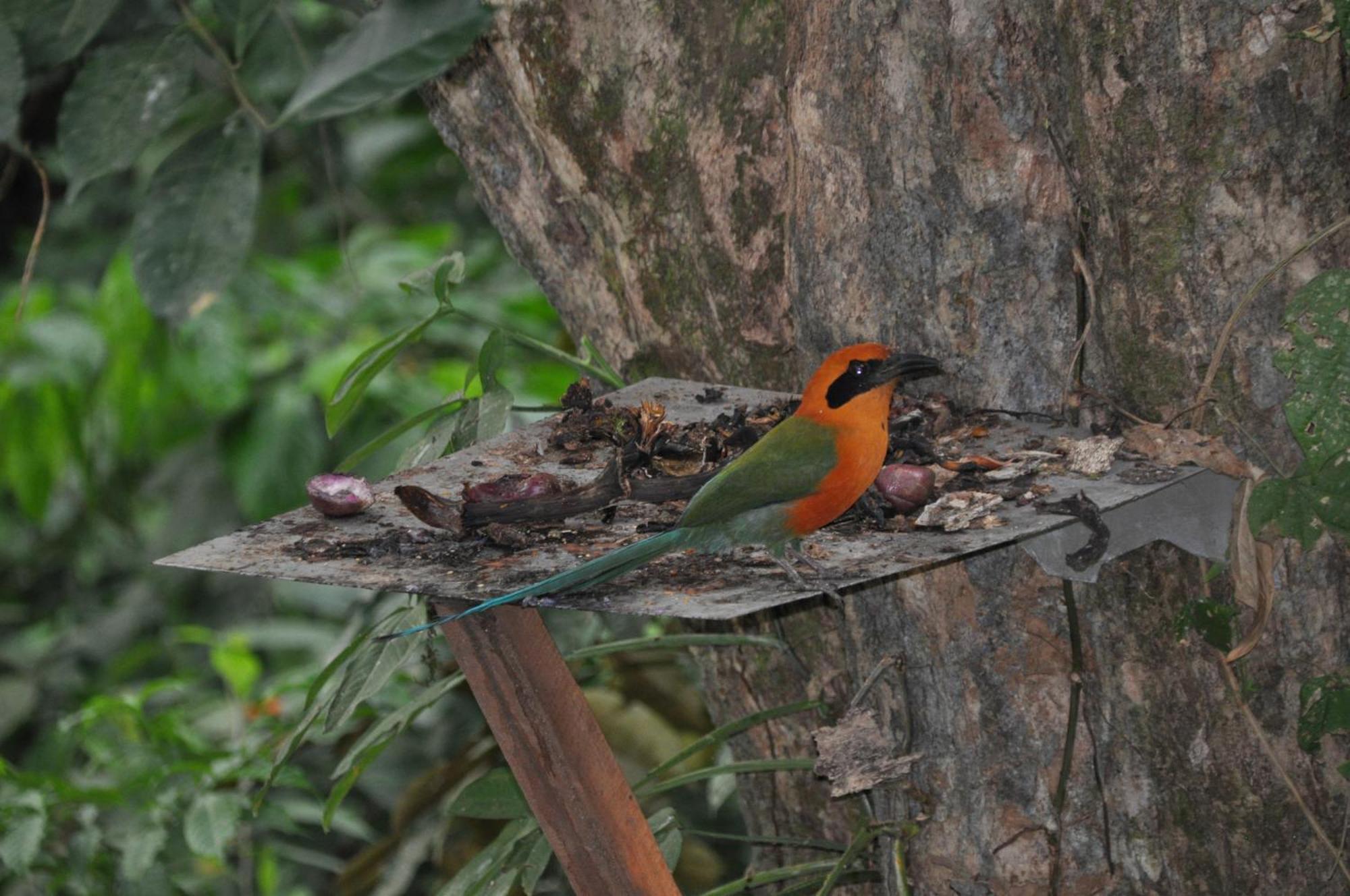 Gambas Lodge La Fortuna ภายนอก รูปภาพ